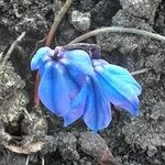 Scilla sibericaFlor