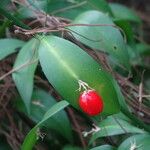 Ruscus hypophyllum Blatt