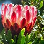 Protea repens Fiore