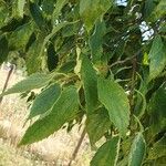 Celtis australis Leaf