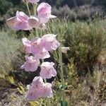 Penstemon palmeri Flor