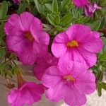 Petunia x atkinsiana പുഷ്പം