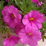 Petunia x atkinsiana Flower