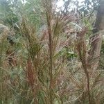 Andropogon bicornis Fruit