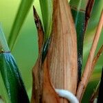 Dendrobium victoriae-reginae Кара
