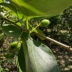 Cordia dichotoma ᱡᱚ