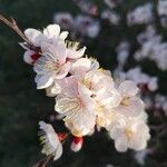 Prunus armeniaca Floare