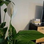 Spathiphyllum blandum Leht