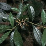 Solanum asperum List