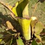 Brocchinia reducta Leaf