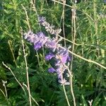 Salvia azurea Blomst