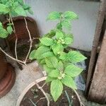 Ocimum campechianum 叶