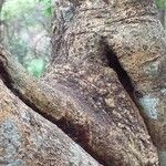 Elaeodendron buchananii Bark