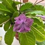 Streptocarpus primulifolius Flor