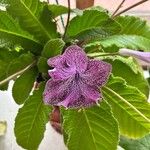 Streptocarpus primulifolius Virág