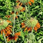 Leonotis nepetifolia Vekstform