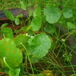 Hydrocotyle verticillata Liść