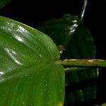 Philodendron alliodorum 葉