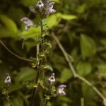 Scutellaria serrata Habitus