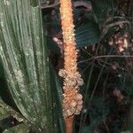 Geonoma macrostachys Плод