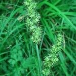 Carex vulpina Fruct