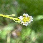Calepina irregularis Květ