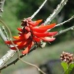 Erythrina lysistemon Blomma