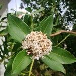 Acokanthera oblongifolia Λουλούδι