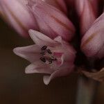 Allium robinsonii Flower