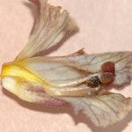 Orobanche reticulata മറ്റ്