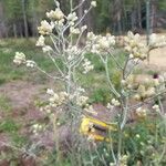 Pseudognaphalium californicum Flors