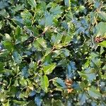 Ilex opaca Blad