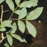 Albizia adinocephala Blatt