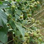 Rubus sprengelii Flower