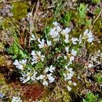 Cardamine resedifolia Žiedas