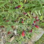 Echium creticum Habit