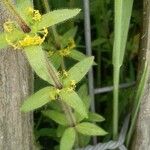 Cruciata laevipes Leaf