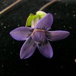 Comastoma pedunculatum Flor