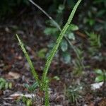 Lindsaea stricta Habitus