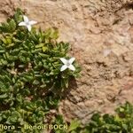 Plocama brevifolia অভ্যাস
