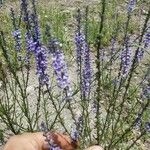 Anarrhinum bellidifoliumFlower