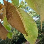 Magnolia acuminata Leaf