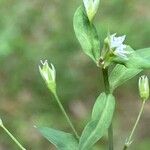 Stellaria alsine Blüte