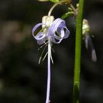 Smithiastrum prenanthoides Flower