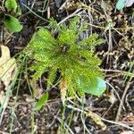 Lycopodium dendroideum Foglia