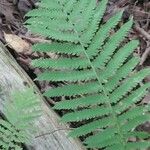 Thelypteris noveboracensis Blatt