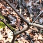 Fagus grandifolia Bark