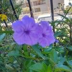 Ruellia simplexFlor