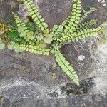 Asplenium trichomanesLeaf