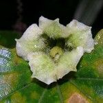Cayaponia racemosa Flor